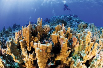 Conservación de las islas oceánicas chilenas: los casos de Rapa Nui y Motu Motiro Hiva