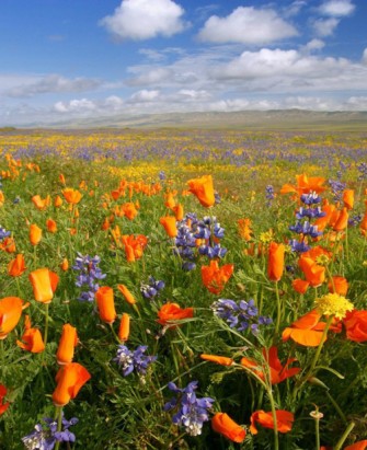 Los colores de la primavera