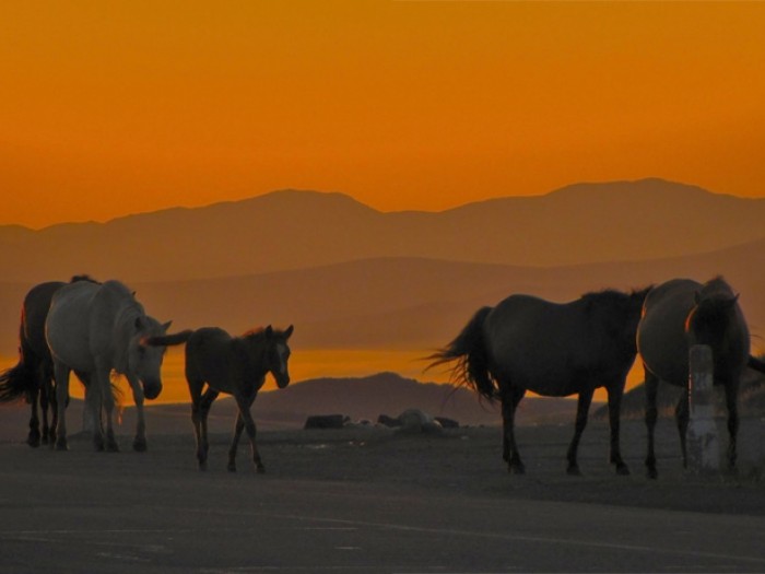 Mongolia tierra de todos