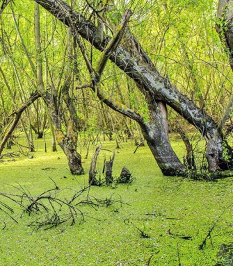 La misteriosa laguna de Chepe