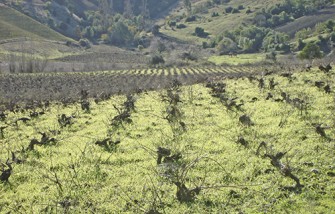 Una historia lÃ­quida y ondulante, ViÃ±as del Itata