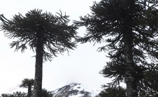 Esquiando entre araucarias